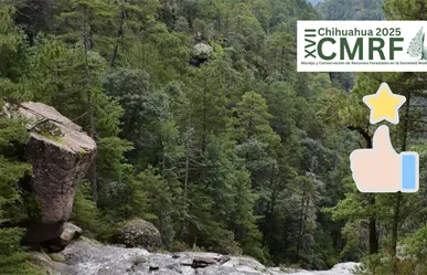 Bosque de Durango destaca por su buen aprovechamiento forestal a nivel nacional