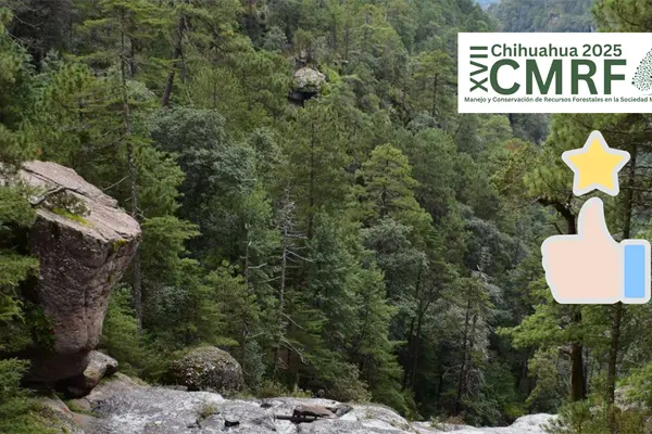 Bosque de Durango destaca por su buen aprovechamiento forestal a nivel nacional