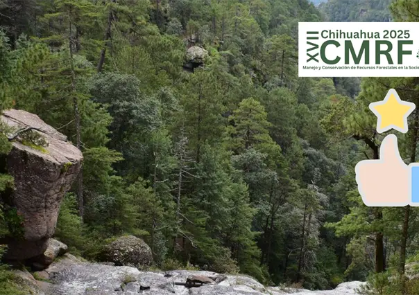 Bosque de Durango destaca por su buen aprovechamiento forestal a nivel nacional