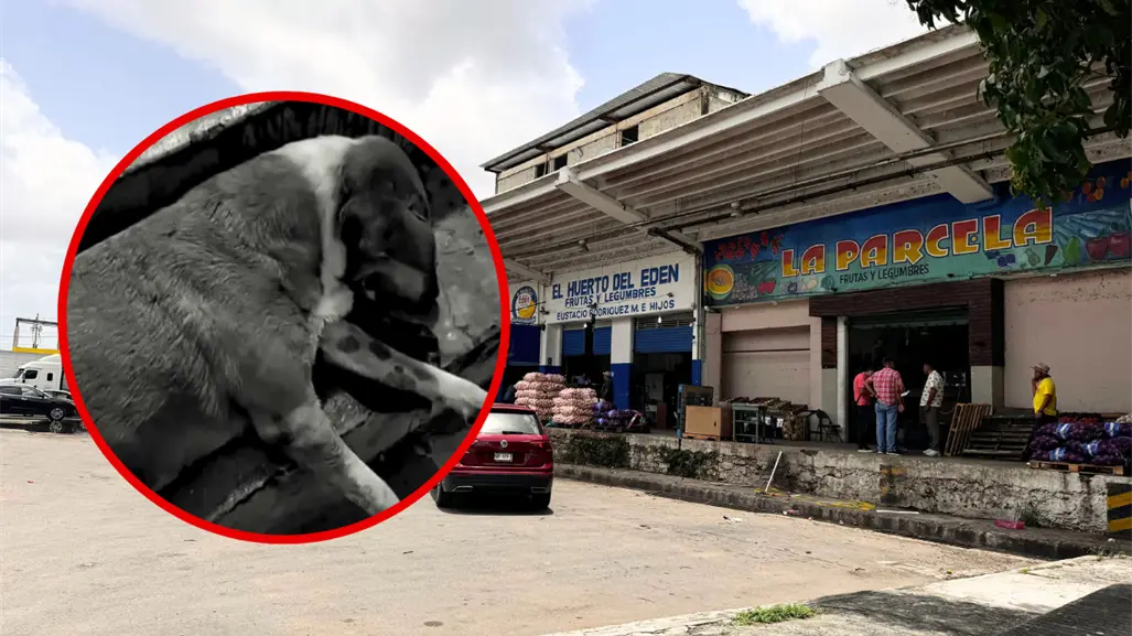 Continúan investigaciones por perros envenenados en Central de Abasto de Mérida