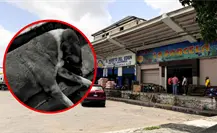 Continúan investigaciones por perros envenenados en Central de Abasto de Mérida