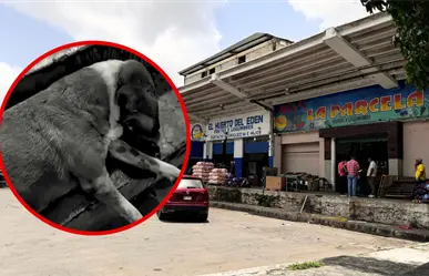 Continúan investigaciones por perros envenenados en Central de Abasto de Mérida