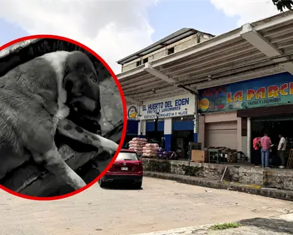 Continúan investigaciones por perros envenenados en Central de Abasto de Mérida