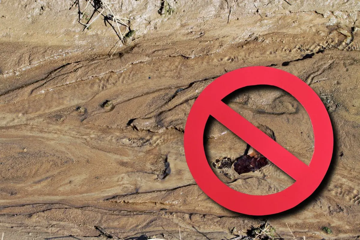 Capufe cierra caminos a evasores de casetas en Coahuila / Foto: Composición de Canva