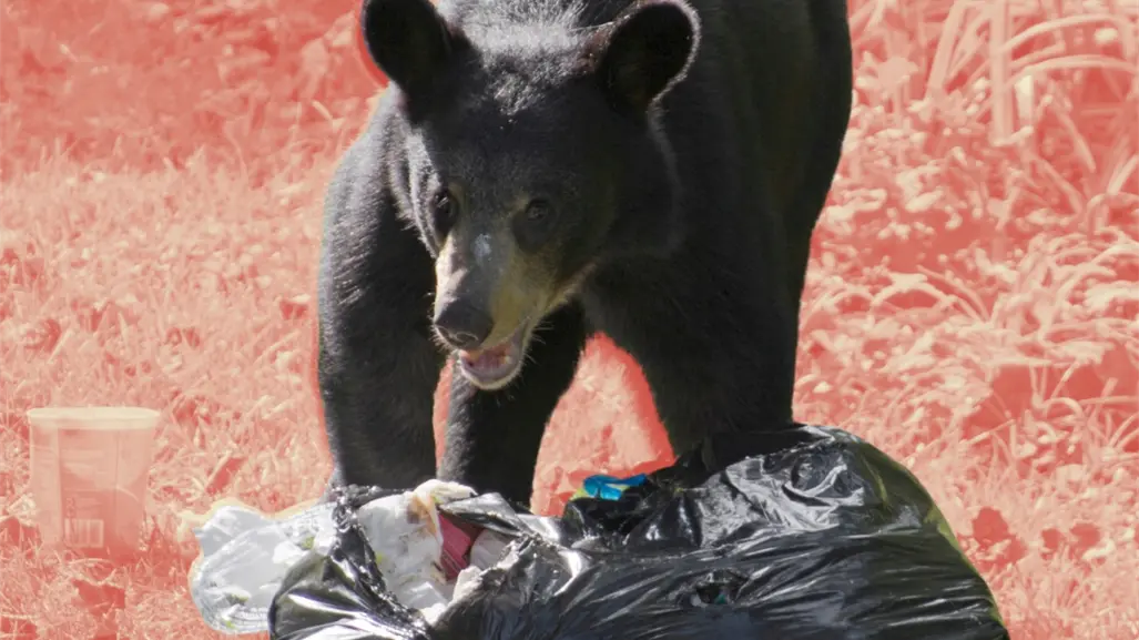 ¡Ni los osos pueden abrirlos! Así son los botes antifauna en Nuevo León