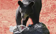 ¡Ni los osos pueden abrirlos! Así son los botes antifauna en Nuevo León