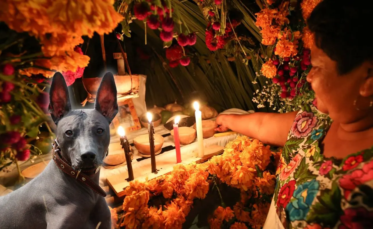 ¿Por qué se honra a los animales en el Hanal Pixán? Foto: Canva