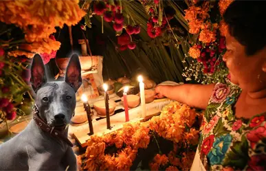 Hanal Pixán: ¿Cuándo se pone el altar para las mascotas en Yucatán?
