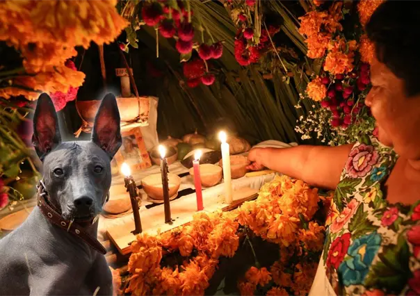 Hanal Pixán: ¿Cuándo se pone el altar para las mascotas en Yucatán?