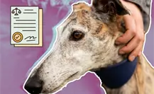 Esto es lo que dice la Ley de Maltrato Animal, ¿qué sanciones existen en Nuevo León?