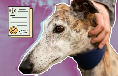 Esto es lo que dice la Ley de Maltrato Animal, ¿qué sanciones existen en Nuevo León?