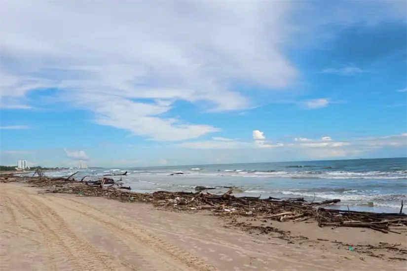 Toneladas de palizada arrastrada por el río Pánuco ha llegado a playa Miramar.  Foto: Axel Hassel
