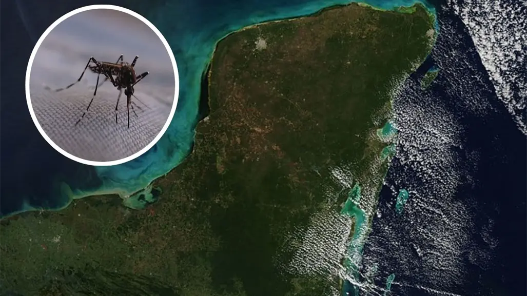 Nueva especie de mosquito en Yucatán puede transmitir dengue, zika y chikungunya