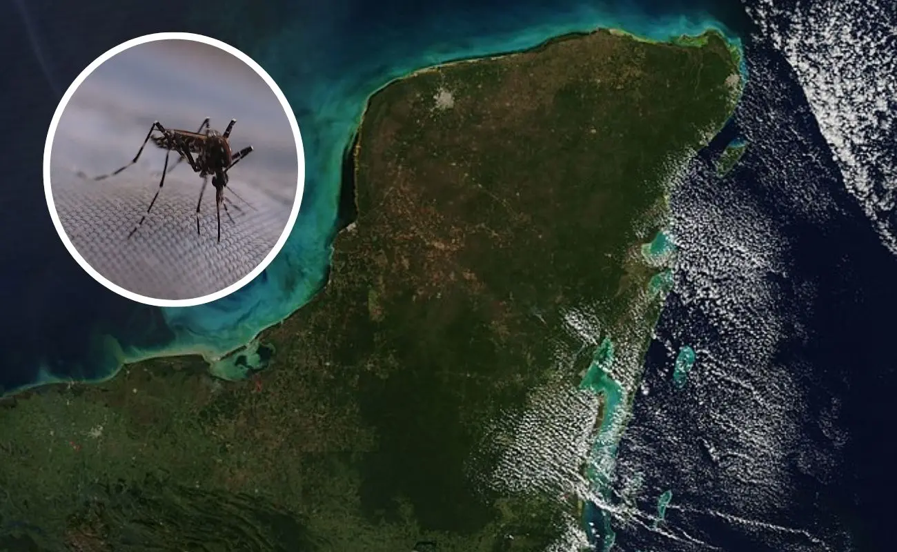 ¿De dónde proviene el mosquito Aedes vittatus y por qué preocupa su llegada a Yucatán? Foto: Canva | UADY