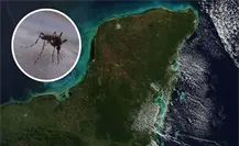 Nueva especie de mosquito en Yucatán puede transmitir dengue, zika y chikungunya Nueva especie de mosquito en Yucatán puede transmitir dengue, zika y chikungunya