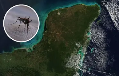 Nueva especie de mosquito en Yucatán puede transmitir dengue, zika y chikungunya