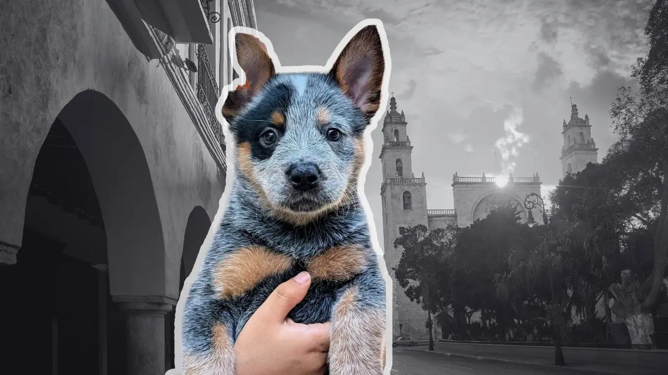 ¿Cómo fue rescatada la perrita “Sicilia”?. Foto: Canva /