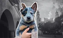 Perrita Sicilia, un caso de maltrato animal que conmocionó a Yucatán