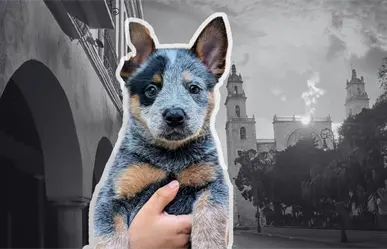 Perrita Sicilia, un caso de maltrato animal que conmocionó a Yucatán