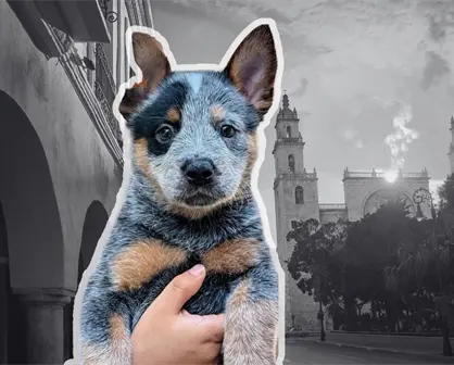 Perrita Sicilia, un caso de maltrato animal que conmocionó a Yucatán
