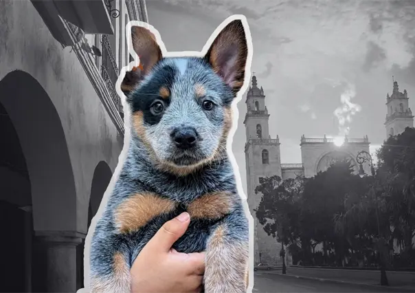 Perrita Sicilia, un caso de maltrato animal que conmocionó a Yucatán