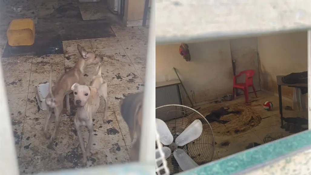 Maltrato animal en Mérida: rescatan a perros abandonados en un predio de Ciudad Caucel