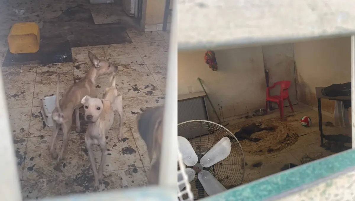 Según los vecinos, los perros fueron abandonados por su dueña hace un mes Foto: Georgette Reyes