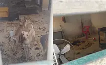 Maltrato animal en Mérida: rescatan a perros abandonados en un predio de Ciudad Caucel