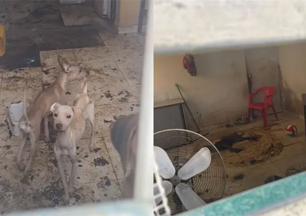 Maltrato animal en Mérida: rescatan a perros abandonados en un predio de Ciudad Caucel