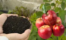 Ritual de la Manzana Roja: Mhoni Vidente revela cómo abrir múltiples canales de éxito Ritual de la Manzana Roja: Mhoni Vidente revela cómo abrir múltiples canales de éxito