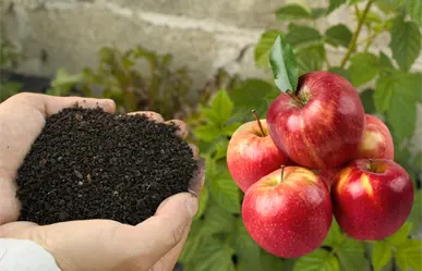 Ritual de la Manzana Roja: Mhoni Vidente revela cómo abrir múltiples canales de éxito