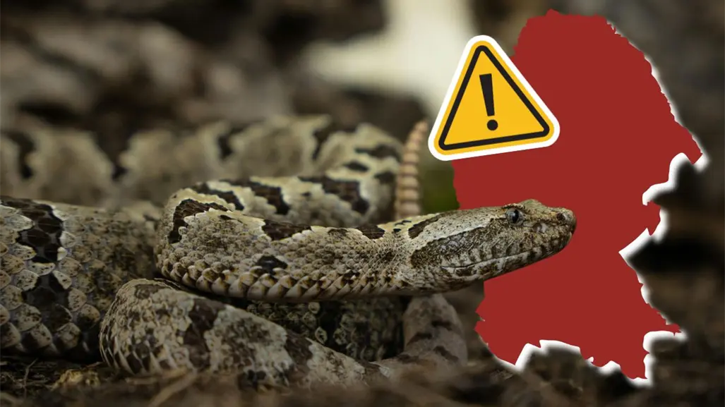 Coahuila al alza en casos de ataques de serpiente, son 28 en lo que va del 2025