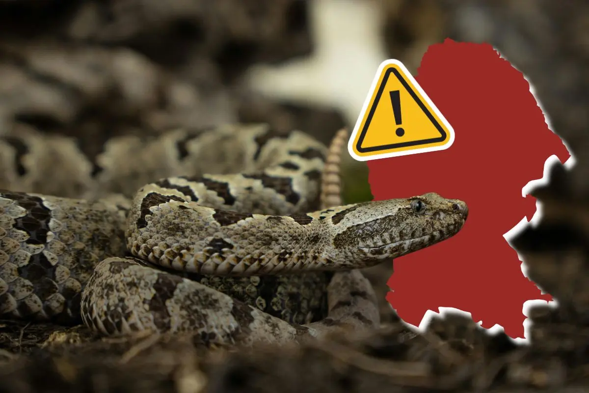 Coahuila desata alertas por mordeduras de serpiente en el estado / Foto: Composición de Canva