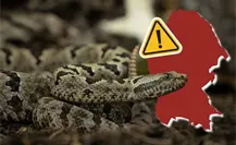 Coahuila al alza en casos de ataques de serpiente, son 28 en lo que va del 2025