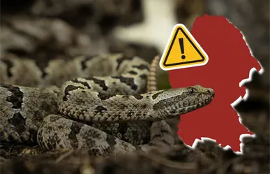 Coahuila al alza en casos de ataques de serpiente, son 28 en lo que va del 2025
