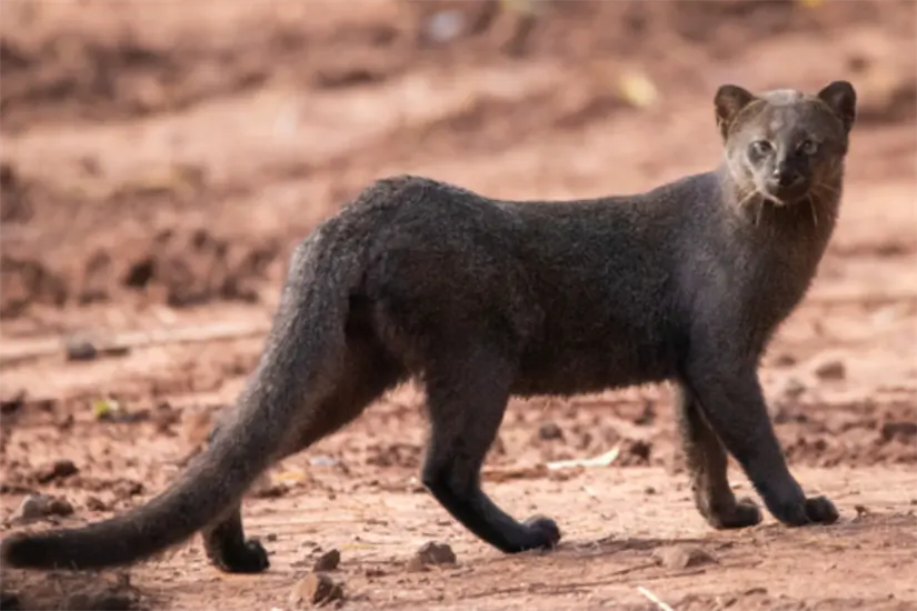imagen recuadro El yaguarundí es un animal en peligro de extinción | Foto: Gabriel Arroyo-mexico.inaturalist.org