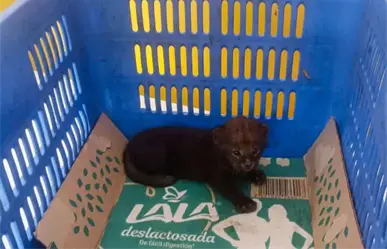 Rescatan un yaguarundí en peligro de extinción en Ocampo