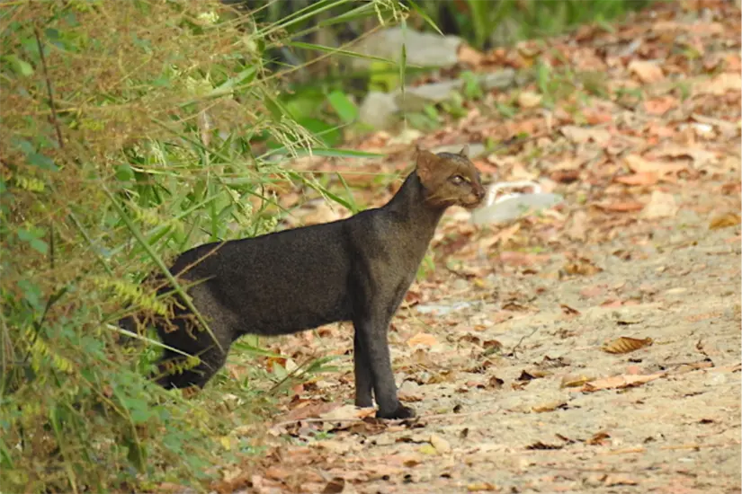 imagen recuadro No debes de retener ni domesticar a un animal silvestre | Foto: Rosabel Miro-mexico.inaturalist.org