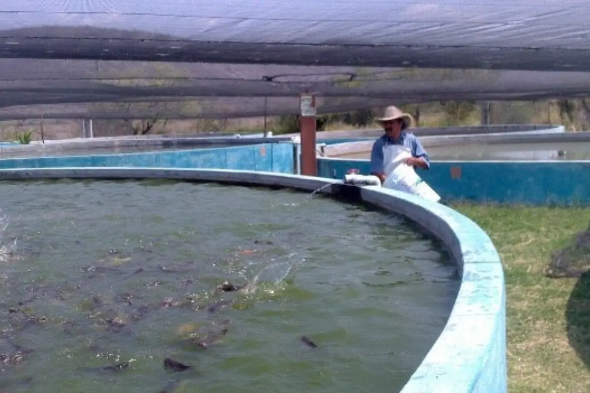 En el marco de esta conmemoración es que la Comisión Nacional de Acuacultura y Pesca realiza acciones para fortalecer la economía, formación y alimentación de las mujeres acuacultoras. Foto: Gobierno de México
