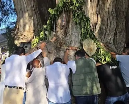 Árbol del Tule: ¿cuándo es el único día para poder abrazarlo? Esto se sabe