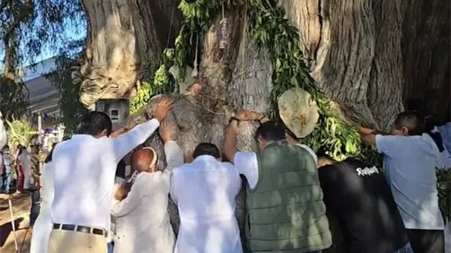 Árbol del Tule: ¿cuándo es el único día para poder abrazarlo? Esto se sabe