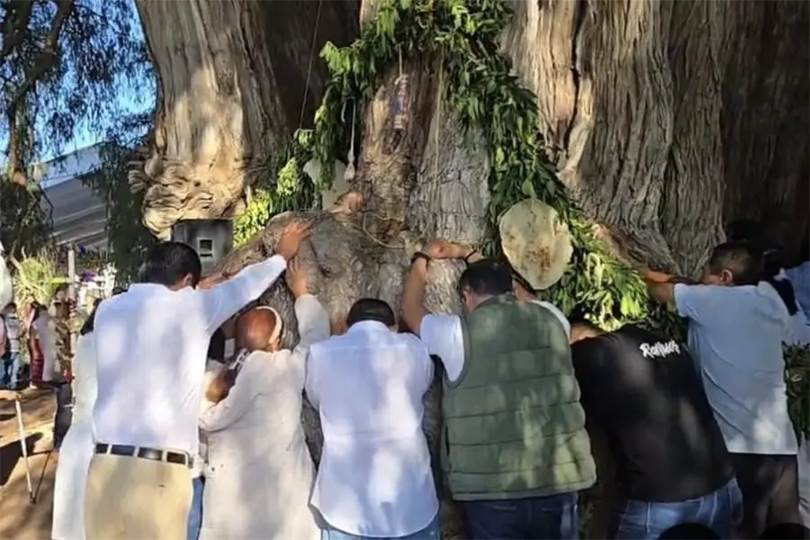 Árbol del Tule: ¿cuándo es el único día para poder abrazarlo? Esto se sabe