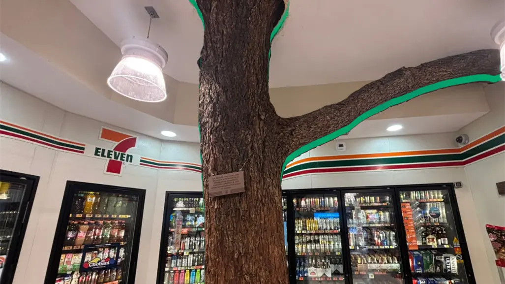 Así es el Seven Tree, la tienda que tiene un árbol vivo en su interior