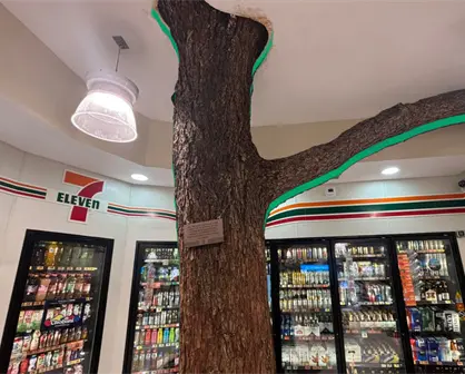 Así es el Seven Tree, la tienda que tiene un árbol vivo en su interior