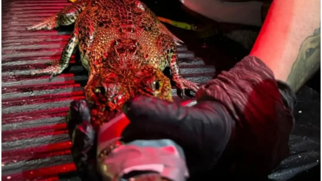 ¿Dónde fue avistado el cocodrilo y por qué era urgente actuar?. Foto: DY - CANVA