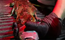 Cocodrilo de la costa yucateca es trasladado a reserva para proteger ecosistema y turistas