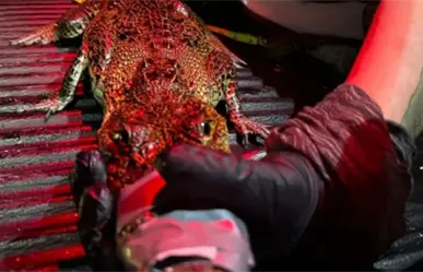 Cocodrilo de la costa yucateca es trasladado a reserva para proteger ecosistema y turistas