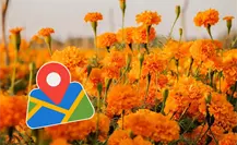 Así será el Festival del Cempasúchil 2025 en San Juan de los Planes: fechas, actividades y cómo llegar al rancho más colorido de BCS