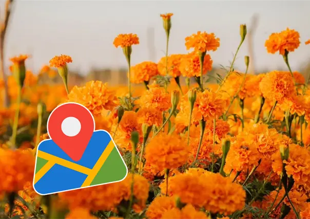 Así será el Festival del Cempasúchil 2025 en San Juan de los Planes: fechas, actividades y cómo llegar al rancho más colorido de BCS