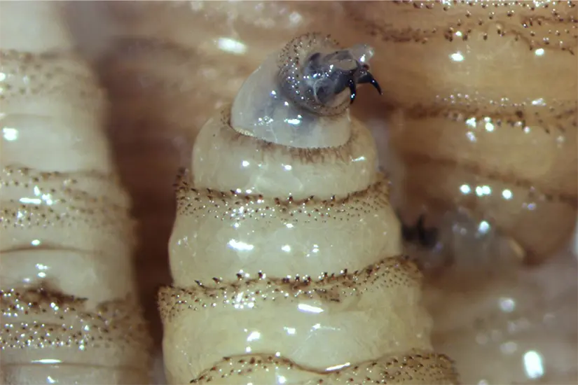 El gusano barrenador es una larva de mosca que se alimenta del tejido vivo, provocando lesiones graves conocidas como miasis. Foto: Carlos García